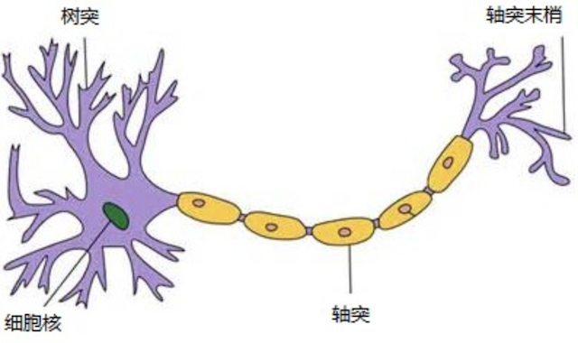 神经元